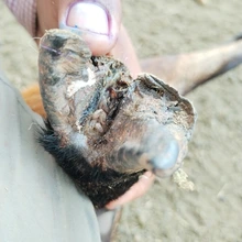 Person holding animal hoof showing maggots between the two hoof toes